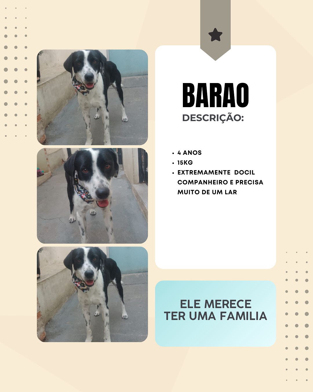 Cachorro Barão para adoção