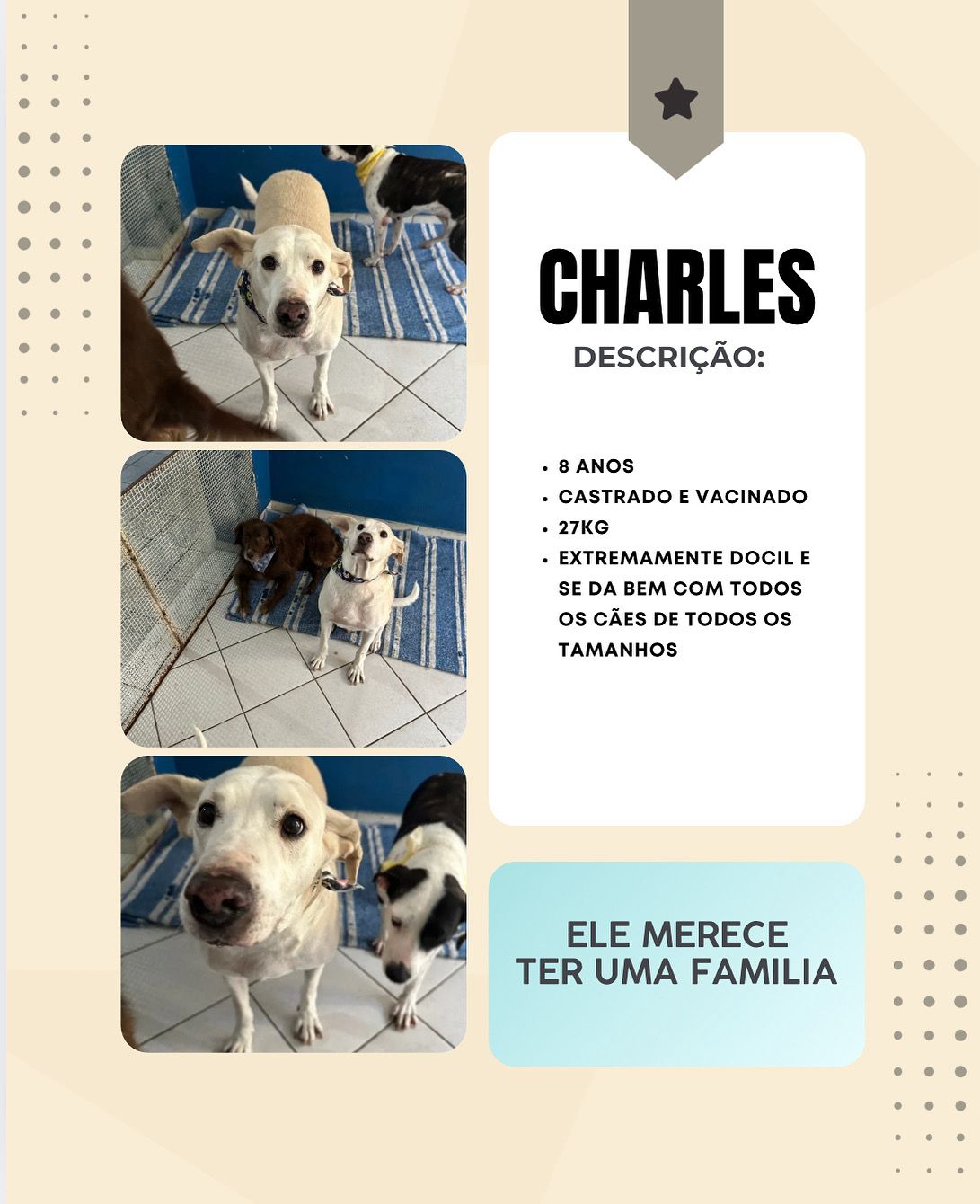 Cachorro Charles para adoção