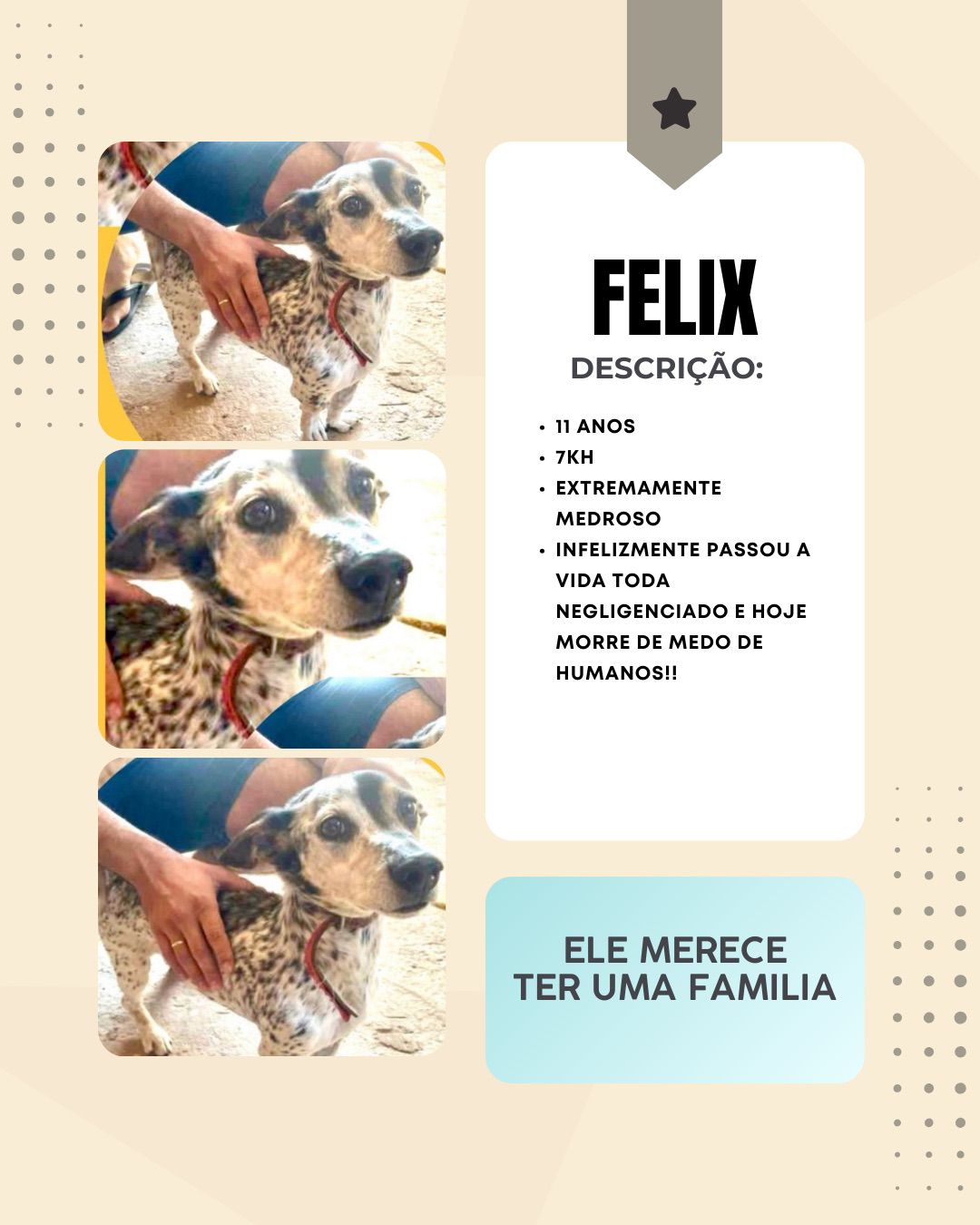 Cachorro Felix para adoção