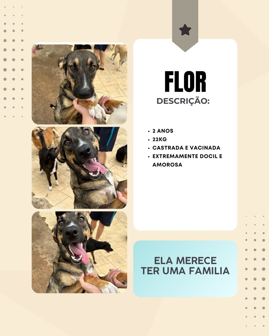 Cachorra Flor para adoção