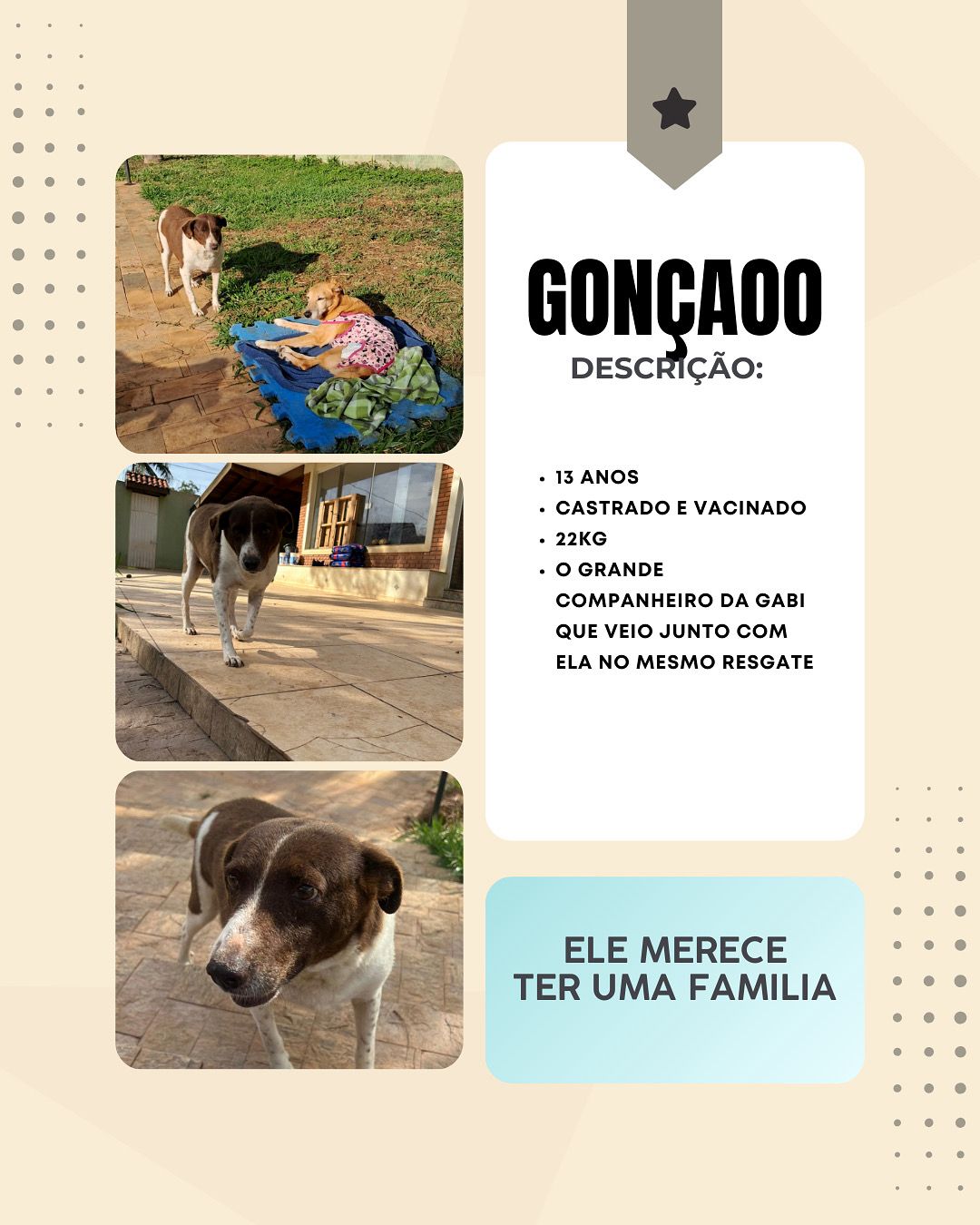 Cachorro Gonçãao para adoção