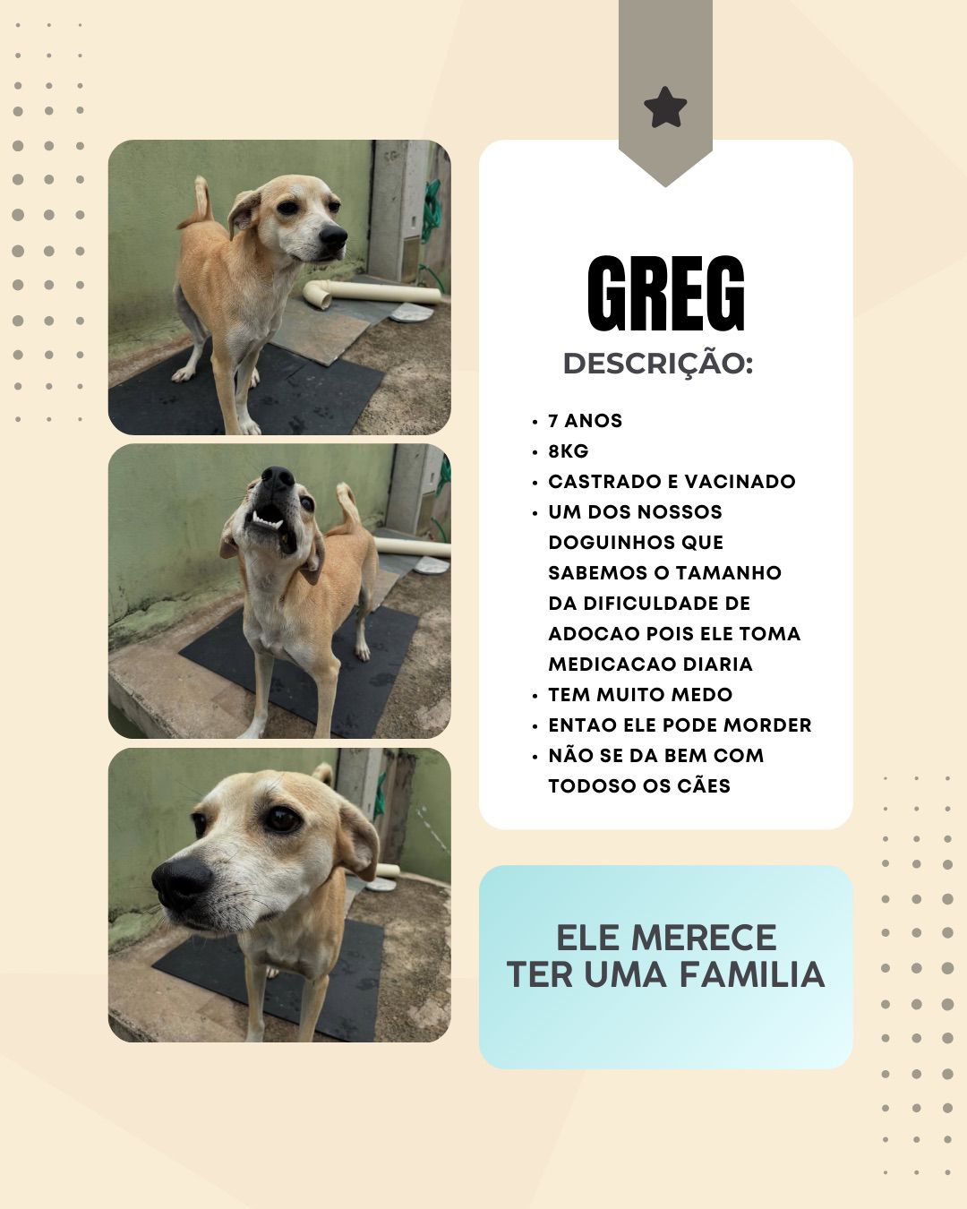 Cachorro Greg para adoção