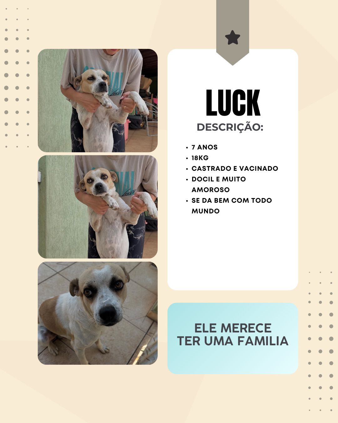 Cachorro Luck para adoção