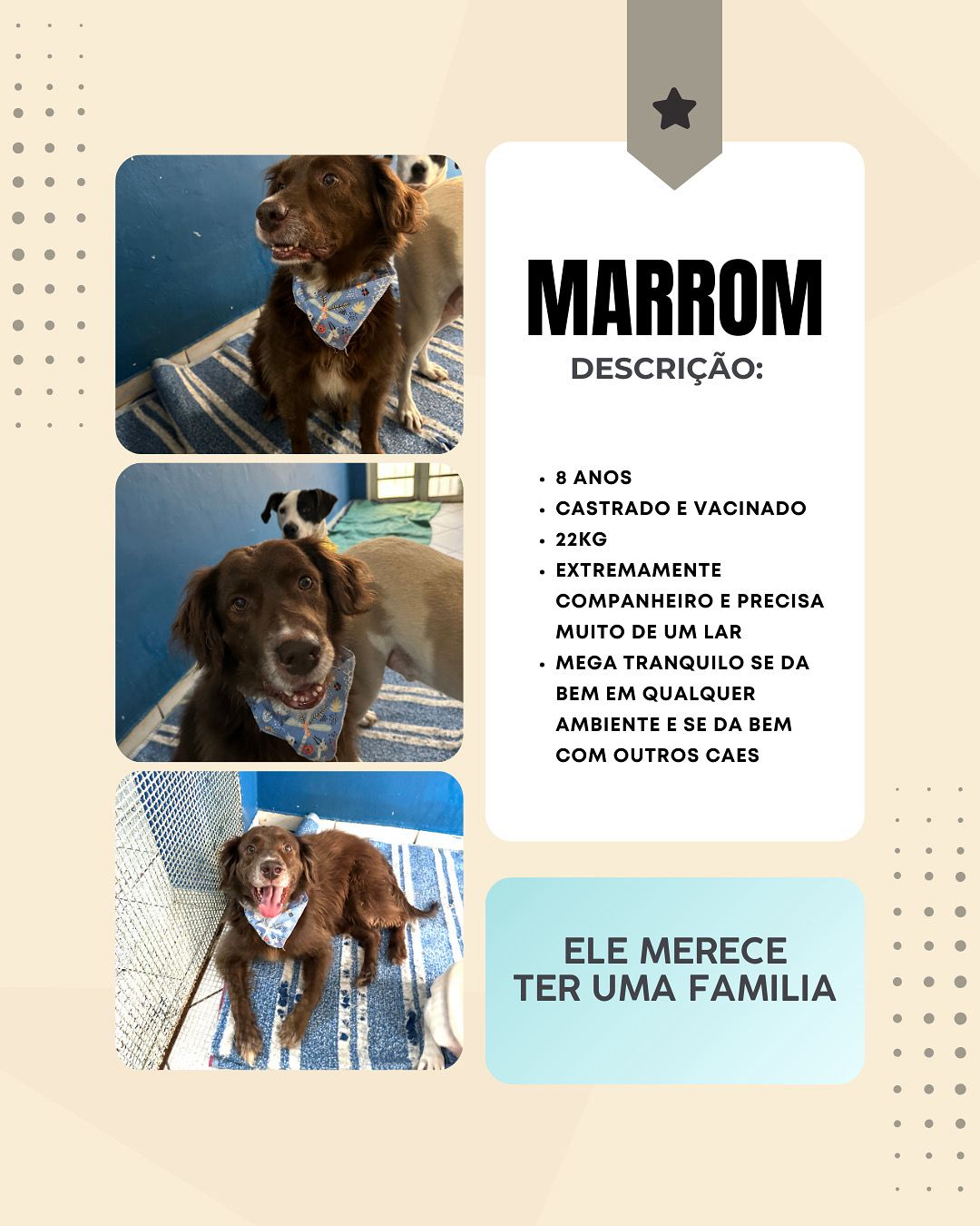 Cachorro Marrom para adoção