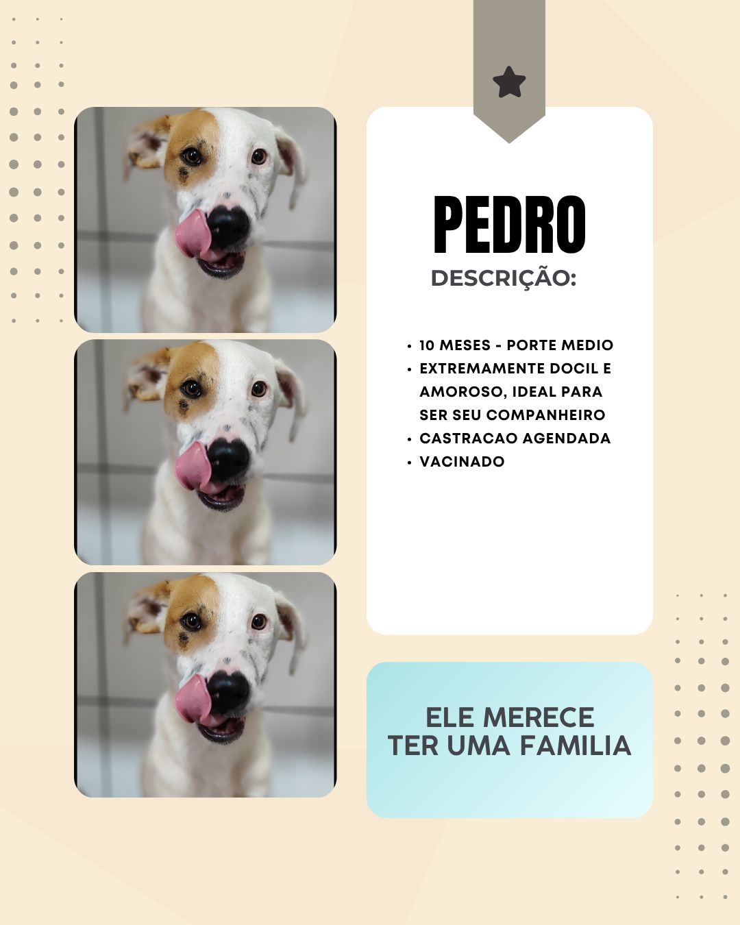 Cachorro Pedro para adoção