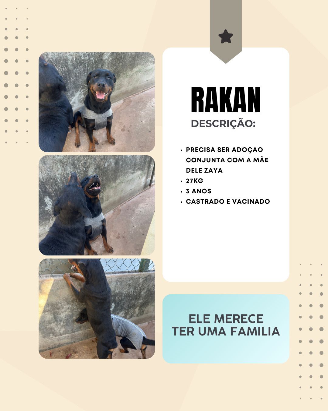 Cachorro Rakan para adoção
