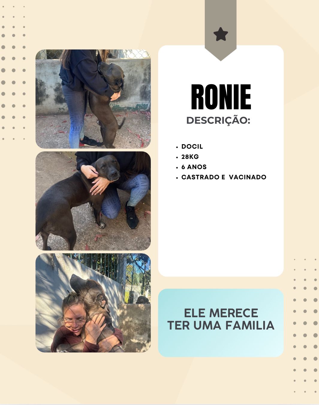 Cachorro Ronie para adoção