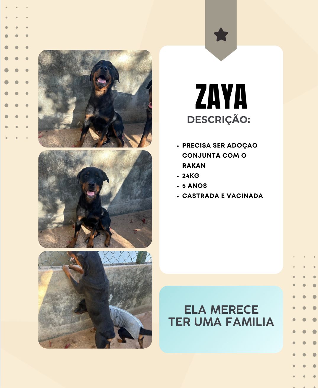 Cachorra Zaya para adoção